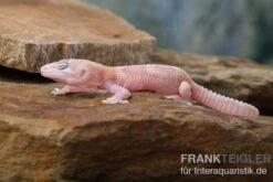 Leopardgecko, Eublepharis Macularius, TREMPER ALBINO MACK SNOW RAPTOR -Bestes Reptilien Geschäft Leopardgecko Eublepharis macularius Tremper Albino Mack Snow Raptor 2
