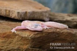 Leopardgecko, Eublepharis Macularius, TREMPER ALBINO MACK SNOW RAPTOR -Bestes Reptilien Geschäft Leopardgecko Eublepharis macularius Tremper Albino Mack Snow Raptor 5