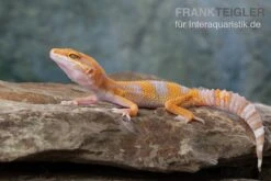 Leopardgecko, Eublepharis Macularius, TREMPER ALBINO TANGERINE -Bestes Reptilien Geschäft Leopardgecko Eublepharis macularius Tremper Albino Tangerine 11