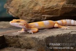 Leopardgecko, Eublepharis Macularius, TREMPER ALBINO TANGERINE -Bestes Reptilien Geschäft Leopardgecko Eublepharis macularius Tremper Albino Tangerine 14
