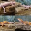 Leopardgecko Farbmix, Eublepharis Macularius