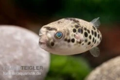Leopardkugelfisch, Tetraodon Schoutedeni -Bestes Reptilien Geschäft Leopardkugelfisch Tetraodon schoutedeni 2