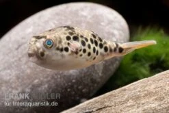 Leopardkugelfisch, Tetraodon Schoutedeni -Bestes Reptilien Geschäft Leopardkugelfisch Tetraodon schoutedeni 3