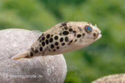 Leopardkugelfisch, Tetraodon Schoutedeni -Bestes Reptilien Geschäft Leopardkugelfisch Tetraodon schoutedeni 4