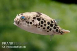 Leopardkugelfisch, Tetraodon Schoutedeni -Bestes Reptilien Geschäft Leopardkugelfisch Tetraodon schoutedeni 6