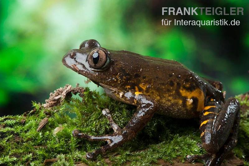 Big-Eye Frog, Leptopilis Spec. Big-Eye Frog 1 Big-Eye Frog, Leptopilis Spec. Big-Eye Frog