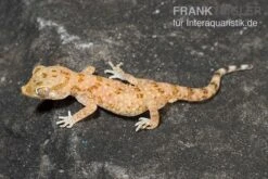 Bestseller -Bestes Reptilien Geschäft Lichtensteins Duennfingergecko Stenodactylus sthenodactylus 2