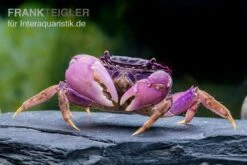 Lila Spider Crab, Neosarmatium Sp. Purple
