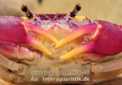 Lila Süßwasserkrabbe, Globithelphusa "indian Lilac" 18 Lila Süßwasserkrabbe, Globithelphusa "indian Lilac" -Bestes Reptilien Geschäft Lila Suesswasserkrabbe Globithelphusa indian lilac 1