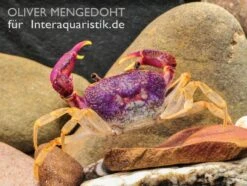 Lila Süßwasserkrabbe, Globithelphusa "indian Lilac" 17 Lila Süßwasserkrabbe, Globithelphusa "indian Lilac" -Bestes Reptilien Geschäft Lila Suesswasserkrabbe Globithelphusa indian lilac 3