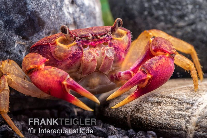 Lila Süßwasserkrabbe, Globithelphusa "indian Lilac" 1 Lila Süßwasserkrabbe, Globithelphusa "indian Lilac"