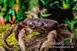 Lila Weihnachtsinselkrabbe, Gecarcoidea Humei, XL -Bestes Reptilien Geschäft Lila Weihnachtsinselkrabbe Gecarcoidea humei 1 1