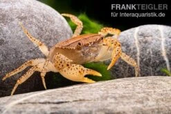 Linsenkrabbe, Parathelphusa Cf. Convexa -Bestes Reptilien Geschäft Linsenkrabbe Parathelphusa cf convexa 2