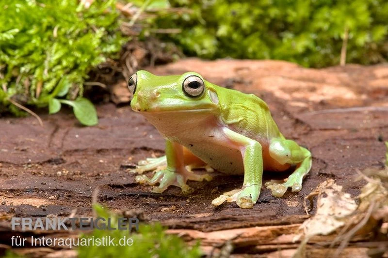 Korallenfinger-Laubfrosch, Litoria Caerulea 1 Korallenfinger-Laubfrosch, Litoria Caerulea