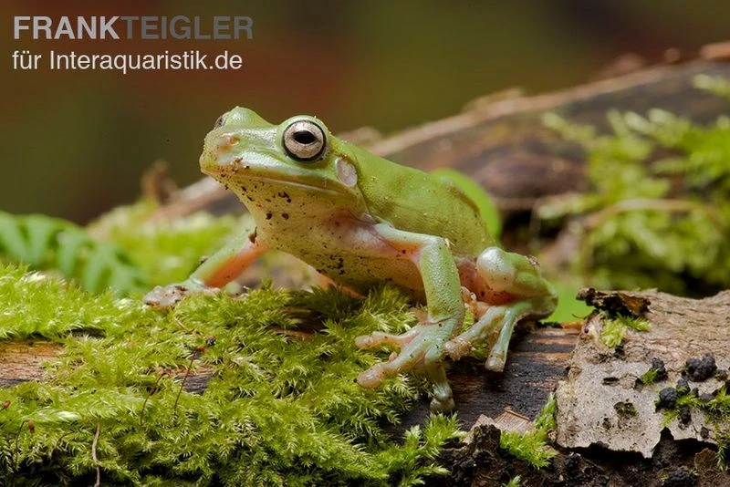 Korallenfinger-Laubfrosch, Litoria Caerulea 2 Korallenfinger-Laubfrosch, Litoria Caerulea – Bild 2