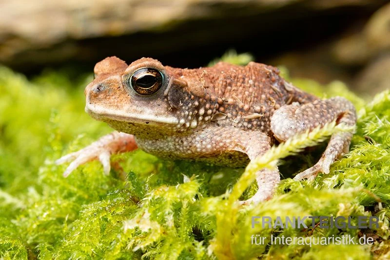 Lütkens Guatemalakröte, Incilius Luetkeni 1 Lütkens Guatemalakröte, Incilius Luetkeni