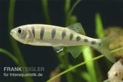Makrelenbarbe, Barilius Pulchellus/Opsarius Pulchellus