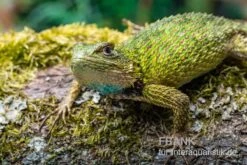 Malachit-Stachelleguan, Sceloporus Malachiticus -Bestes Reptilien Geschäft Malachit Stachelleguan Sceloporus malachiticus 3
