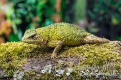 Malachit-Stachelleguan, Sceloporus Malachiticus -Bestes Reptilien Geschäft Malachit Stachelleguan Sceloporus malachiticus 4