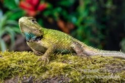 Malachit-Stachelleguan, Sceloporus Malachiticus -Bestes Reptilien Geschäft Malachit Stachelleguan Sceloporus malachiticus 5