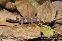 Malayischer Bogenfingergecko, Cyrtodactylus Pulchellus -Bestes Reptilien Geschäft Malayischer Bogenfingergecko Cyrtodactylus pulchellus 1