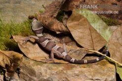 Malayischer Bogenfingergecko, Cyrtodactylus Pulchellus -Bestes Reptilien Geschäft Malayischer Bogenfingergecko Cyrtodactylus pulchellus 2