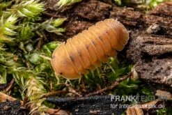 Bestes Reptilien Geschäft -Bestes Reptilien Geschäft Mandarin Assel Cubaris sp Rubberducky Mandarin