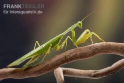 Afrikanische Gottesanbeterin Im Mix, Sphodromantis Spec. -Bestes Reptilien Geschäft Mantis 1