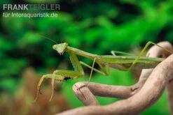 Afrikanische Gottesanbeterin Im Mix, Sphodromantis Spec. -Bestes Reptilien Geschäft Mantis 4 20