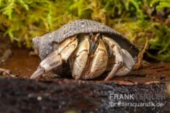 Marmor-Einsiedlerkrebs, Coenobita Sp. "Marble" -Bestes Reptilien Geschäft Marmor Einsiedlerkrebs Coenobita sp Marble 3