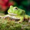 Matcha Pacman-Frog, Ceratophrys Cranwelli "Matcha"