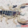 Maurischer Skorpion, Scorpio Maurus