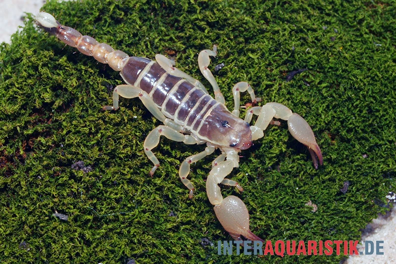 Maurischer Skorpion, Scorpio Maurus 2 Maurischer Skorpion, Scorpio Maurus – Bild 2