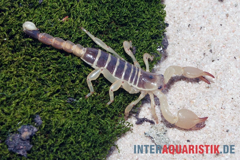 Maurischer Skorpion, Scorpio Maurus 3 Maurischer Skorpion, Scorpio Maurus – Bild 3