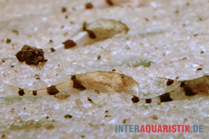 Megistus-Wels, Ernstichthys Megistus 1 Megistus-Wels, Ernstichthys Megistus