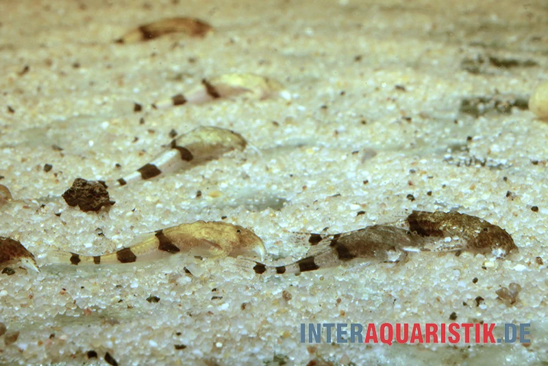 Megistus-Wels, Ernstichthys Megistus 2 Megistus-Wels, Ernstichthys Megistus – Bild 2