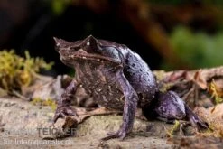 Java Zipfelfrosch, Megophrys Montana -Bestes Reptilien Geschäft Megophrys montana 5