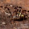 Mehrfarbige Argiope-Spinne, Argiope Versicolor