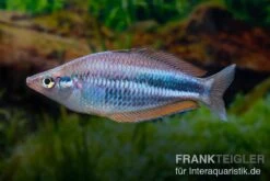 Dansari-River-Regenbogenfisch, Melanotaenia Affinis "Dansari River", 5 Tiere -Bestes Reptilien Geschäft Melanotaenia affinis Dansari River 12