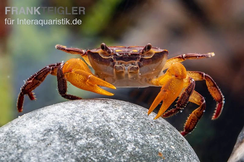 Melonenkrabbe, Thaksinthelphusa Yongchindaratae 2 Melonenkrabbe, Thaksinthelphusa Yongchindaratae – Bild 2