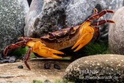 Melonenkrabbe, Thaksinthelphusa Yongchindaratae 9 Melonenkrabbe, Thaksinthelphusa Yongchindaratae -Bestes Reptilien Geschäft Melonenkrabbe Thaksinthelphusa yongchindaratae 3