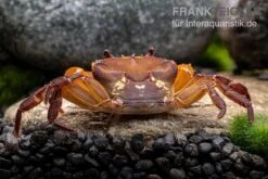 Melonenkrabbe, Thaksinthelphusa Yongchindaratae 12 Melonenkrabbe, Thaksinthelphusa Yongchindaratae -Bestes Reptilien Geschäft Melonenkrabbe Thaksinthelphusa yongchindaratae 6