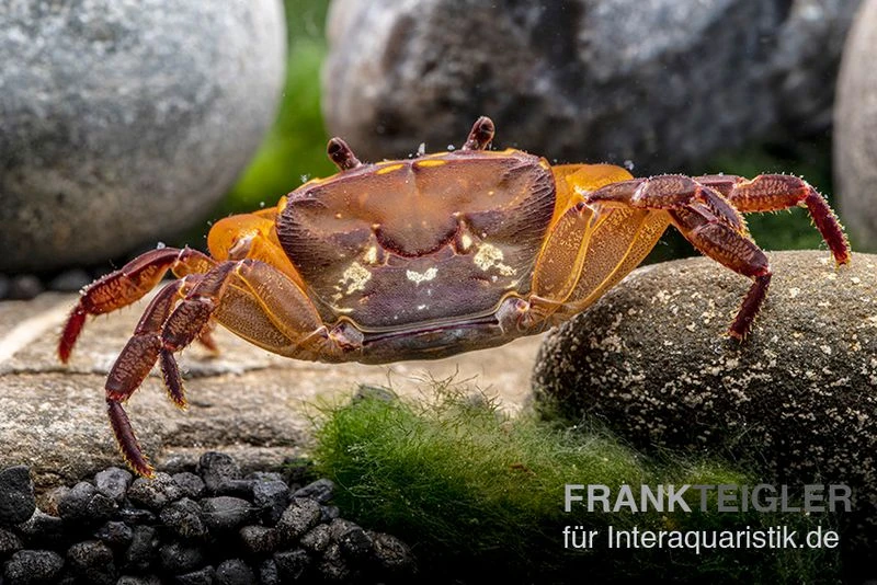 Melonenkrabbe, Thaksinthelphusa Yongchindaratae 7 Melonenkrabbe, Thaksinthelphusa Yongchindaratae – Bild 7