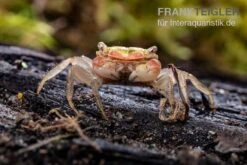 Smaragdkrabbe, Metasesarma Spec. "Green Emerald" (Emerald Crab) -Bestes Reptilien Geschäft Metasesarma spec Green Emerald 2