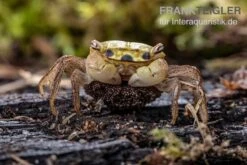 Smaragdkrabbe, Metasesarma Spec. "Green Emerald" (Emerald Crab) -Bestes Reptilien Geschäft Metasesarma spec Green Emerald 4