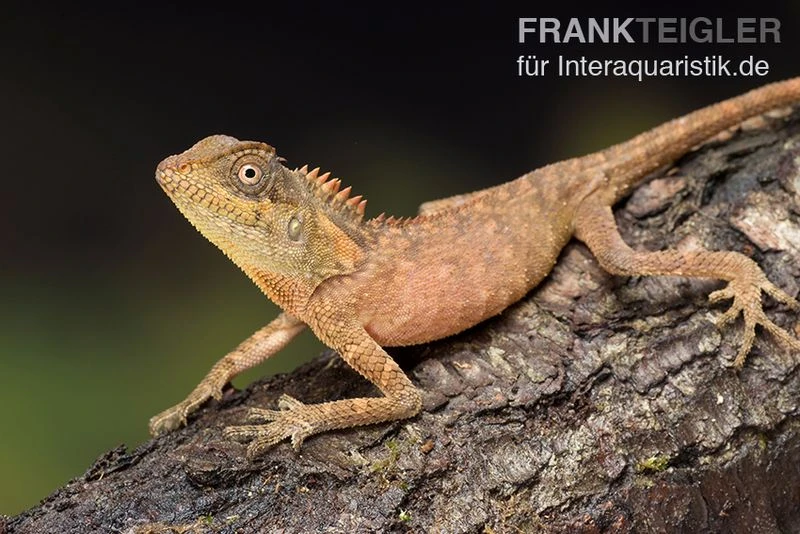 Nackenstachler, Acanthosaura Capra 3 Nackenstachler, Acanthosaura Capra – Bild 3