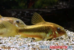"Neon Gold Stripe"-Panzerwels, Corydoras Sp. "Neon Gold Stripe" (CW10) -Bestes Reptilien Geschäft Neon Gold Stripe Panzerwels Corydoras sp Neon Gold Stripe CW10 1