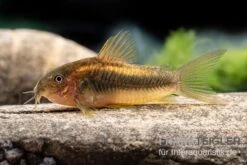 "Neon Gold Stripe"-Panzerwels, Corydoras Sp. "Neon Gold Stripe" (CW10) -Bestes Reptilien Geschäft Neon Gold Stripe Panzerwels Corydoras sp Neon Gold Stripe CW10 neu 2