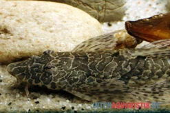 Netzmusterhexenwels, Hemiloricaria Teffeana