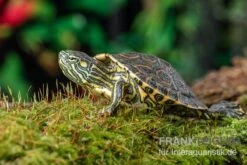 Nicaragua-Schmuckschildkröte, Trachemys Emolli 5 Nicaragua-Schmuckschildkröte, Trachemys Emolli -Bestes Reptilien Geschäft Nicaragua Schmuckschildkroete Trachemys emolli 2
